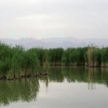 չ滮