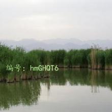 ƻ