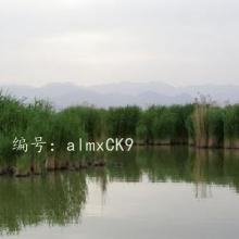 չ滮