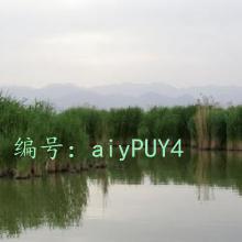 ѧ