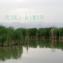 ΢