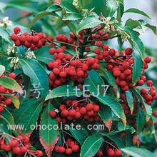 չ滮