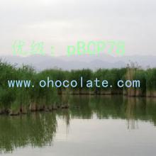 ѡ